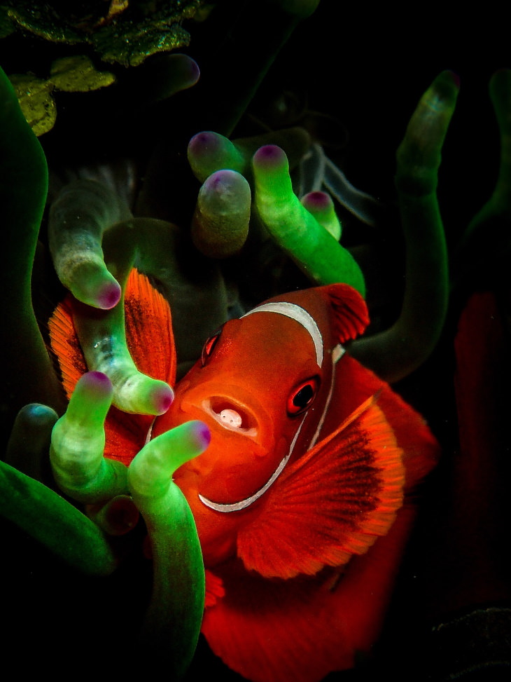 6. Entrada de la lista de finalistas de Natural World & Wildlife: "Nemo's Nightmare" por Rachel Brooks, Reino Unido