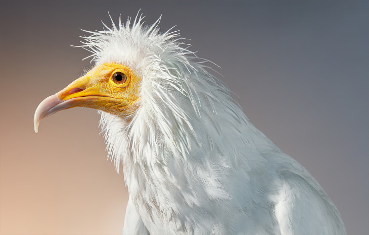 14 Hermosos Retratos De Aves Raras Del Fotógrafo Tim Flach Alimoche