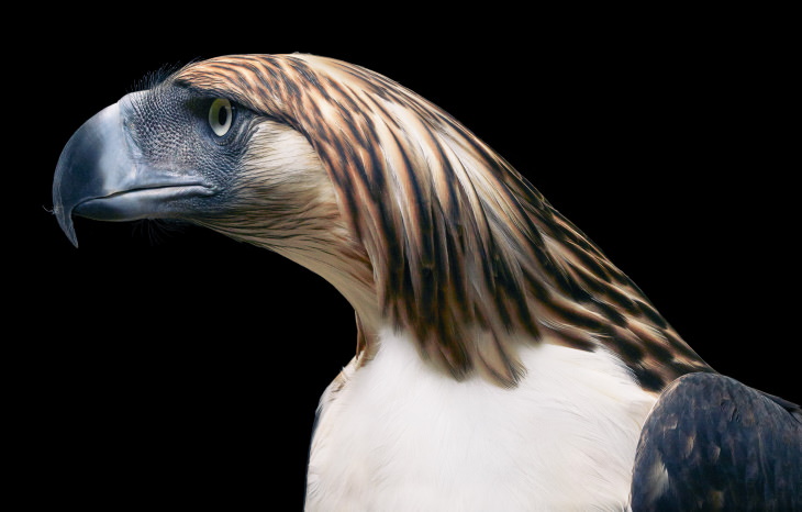 14 Hermosos Retratos De Aves Raras Del Fotógrafo Tim Flach Águila filipina