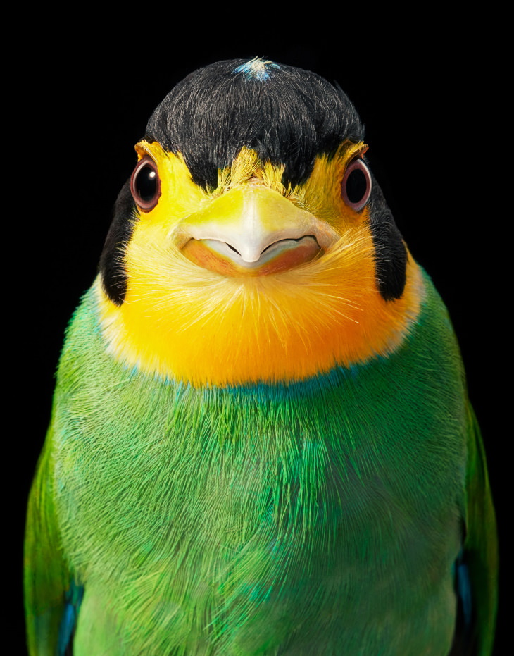 14 Hermosos Retratos De Aves Raras Del Fotógrafo Tim Flach Pico ancho de cola larga
