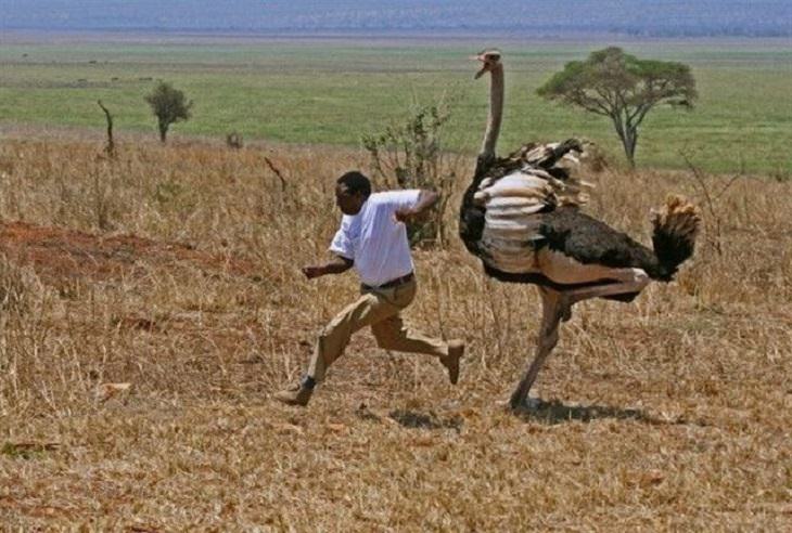 Hilarious photos showing things that can happen only in Africa, Man being chased by an ostrich