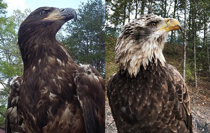 Un águila calva durante sus días juveniles y unos años más tarde como adulto con su plumaje blanco