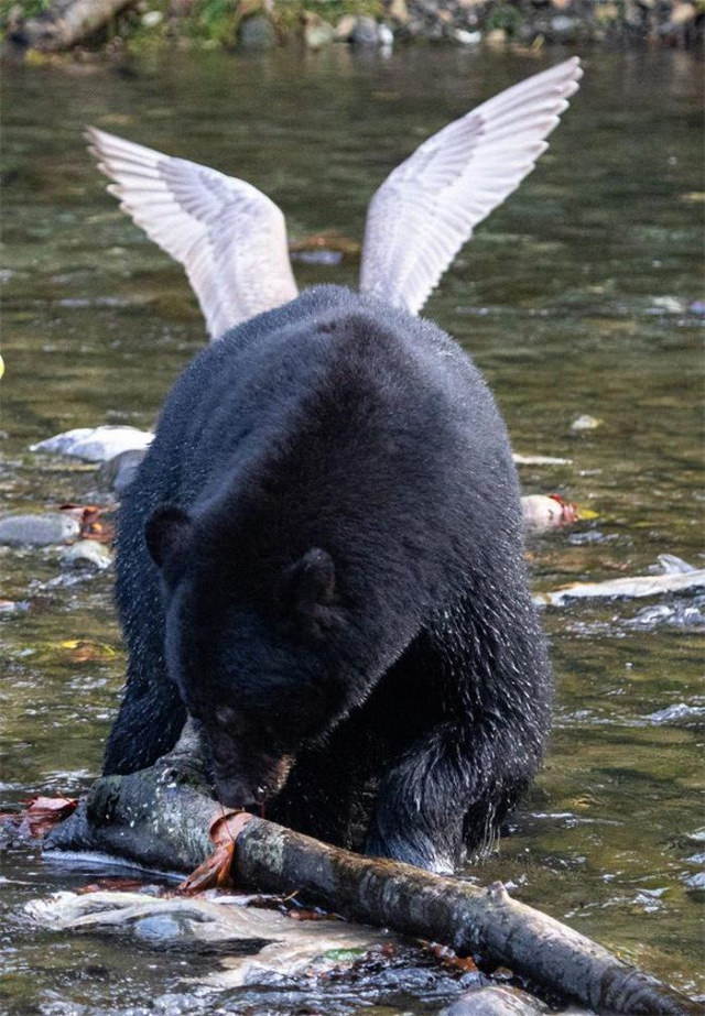 18 Animales Salvajes Captados En Momentos Graciosos oso