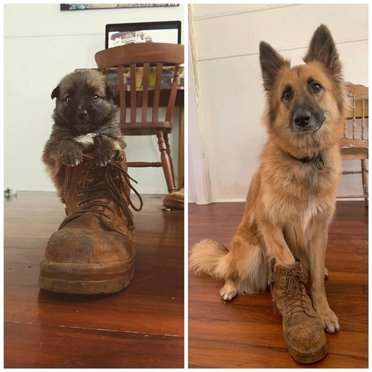 20. El mismo perro y la misma bota después de 3 años