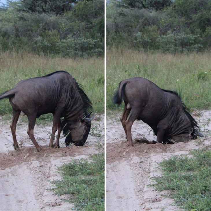 18 Animales Salvajes Captados En Momentos Graciosos búfalo