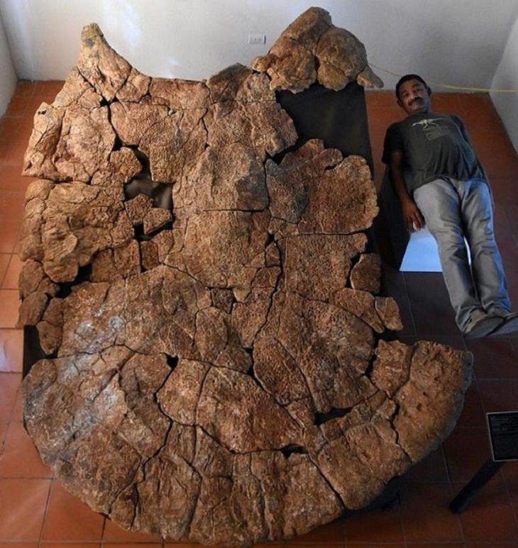 9. El fósil de una tortuga sudamericana del tamaño de un automóvil junto a un humano a escala