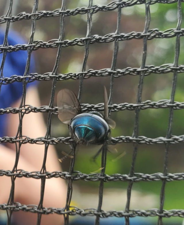 18 Animales Salvajes Captados En Momentos Graciosos mosca