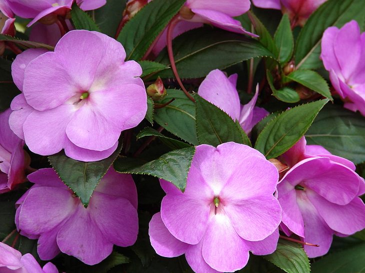 10 Flores Ideales Para Tu Jardín Durante Este Invierno Impatiens