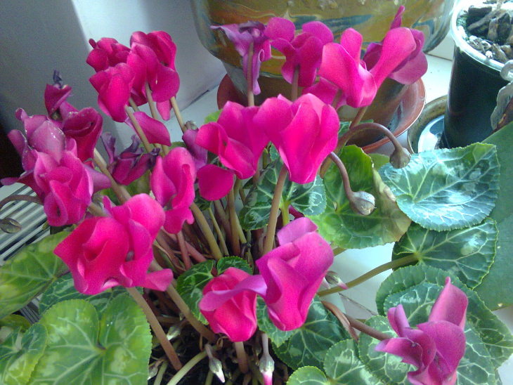 10 Flores Ideales Para Tu Jardín Durante Este Invierno Ciclamen persa (Cyclamen persicum)