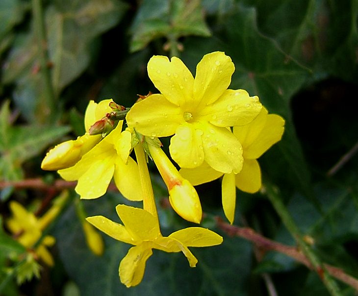 10 Flores Ideales Para Tu Jardín Durante Este Invierno Jazmín de invierno (Jasminum nudiflorum)