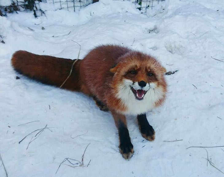 20 Fotografías Del Zorro Rescatado Más Lindo Del Mundo zorro sonriendo en la nieve