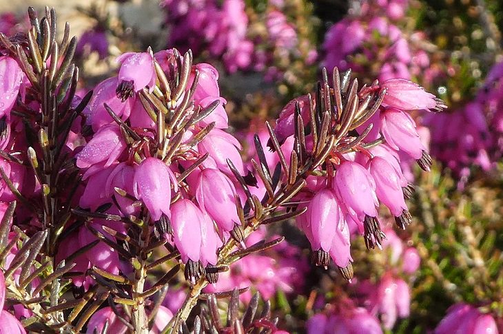 10 Flores Ideales Para Tu Jardín Durante Este Invierno Brezo de invierno (Erica carnea)