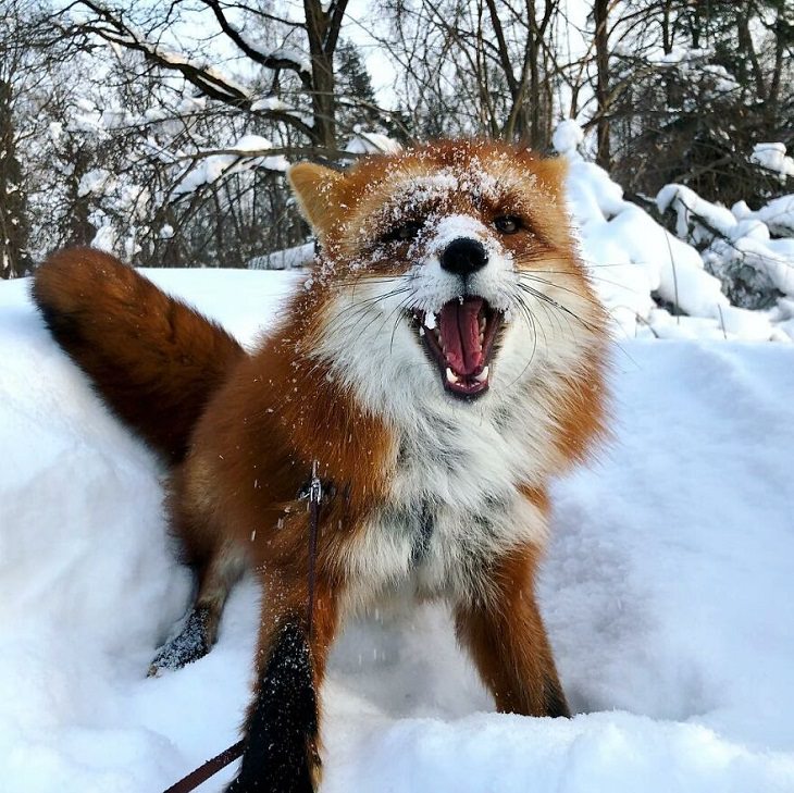 20 Fotografías Del Zorro Rescatado Más Lindo Del Mundo zorro con nieve en el rostro