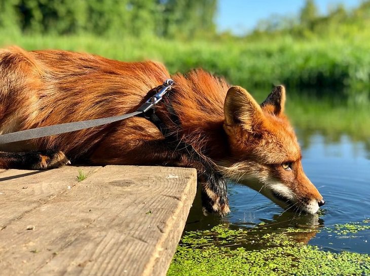 20 Fotografías Del Zorro Rescatado Más Lindo Del Mundo zorro bebiendo agua