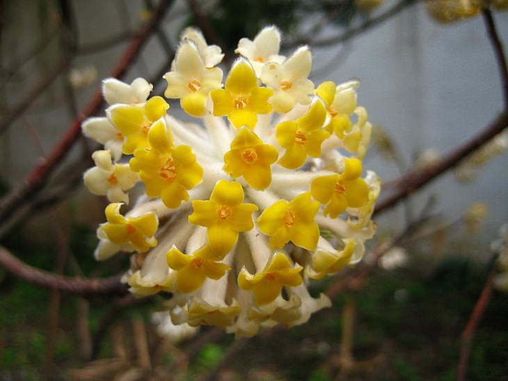 10 Flores Ideales Para Tu Jardín Durante Este Invierno Paperbush oriental (Edgeworthia chrysantha)