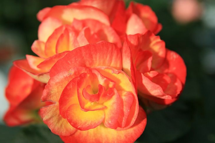 10 Flores Ideales Para Tu Jardín Durante Este Invierno Rieger Begonia 