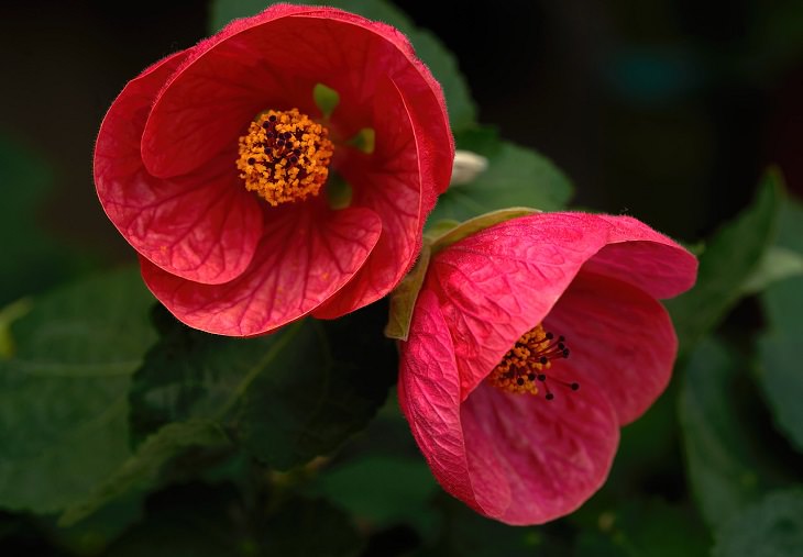 10 Flores Ideales Para Tu Jardín Durante Este Invierno Arce floreciente (Abutilon)