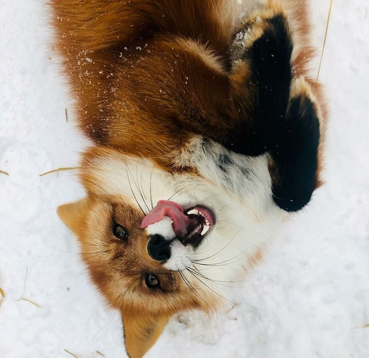 20 Fotografías Del Zorro Rescatado Más Lindo Del Mundo zorro en la nieve sacando la lengua