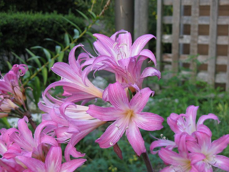 10 Flores Ideales Para Tu Jardín Durante Este Invierno Amaryllis (Amaryllis belladonna)