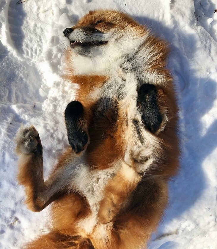 20 Fotografías Del Zorro Rescatado Más Lindo Del Mundo zorro acostado en la nieve