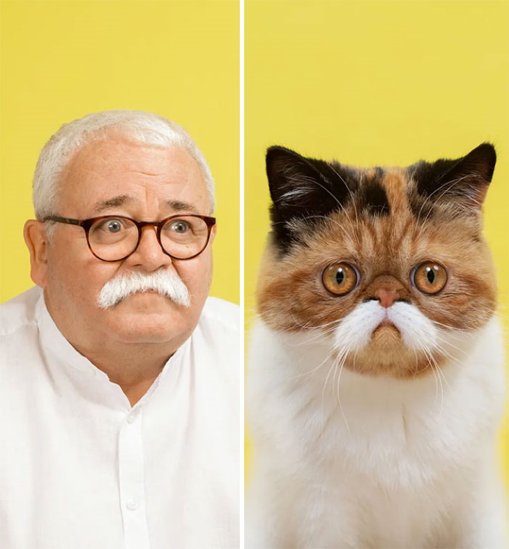 Gatos que se parecen a sus dueños gato y su dueño con bigote