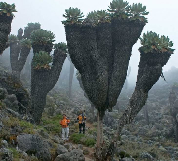 Imágenes De Curiosidades Del Mundo Groundsels gigantes, plantas prehistóricas que se encuentran en la cima del monte Kilimanjaro