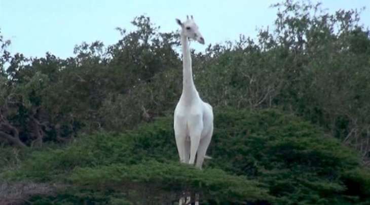 Imágenes De Curiosidades Del Mundo Una rara jirafa albina