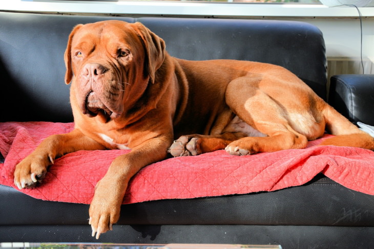 Trucos De Limpieza Para Dueños De Mascotas Cubre el sofá