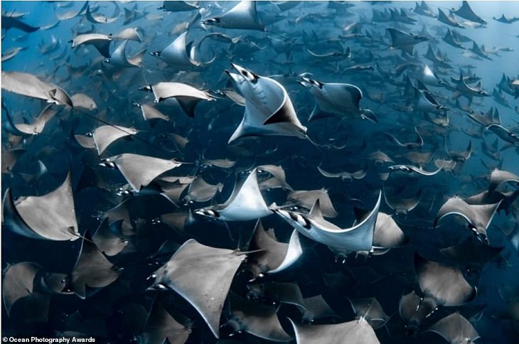 Concurso de Fotografía del océano Nadia Aly - La fotógrafa oceánica del año