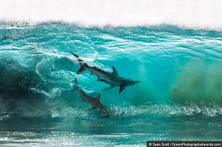 Concurso de Fotografía del océano Finalista: Sean Scott - Fotógrafo de aventuras del año