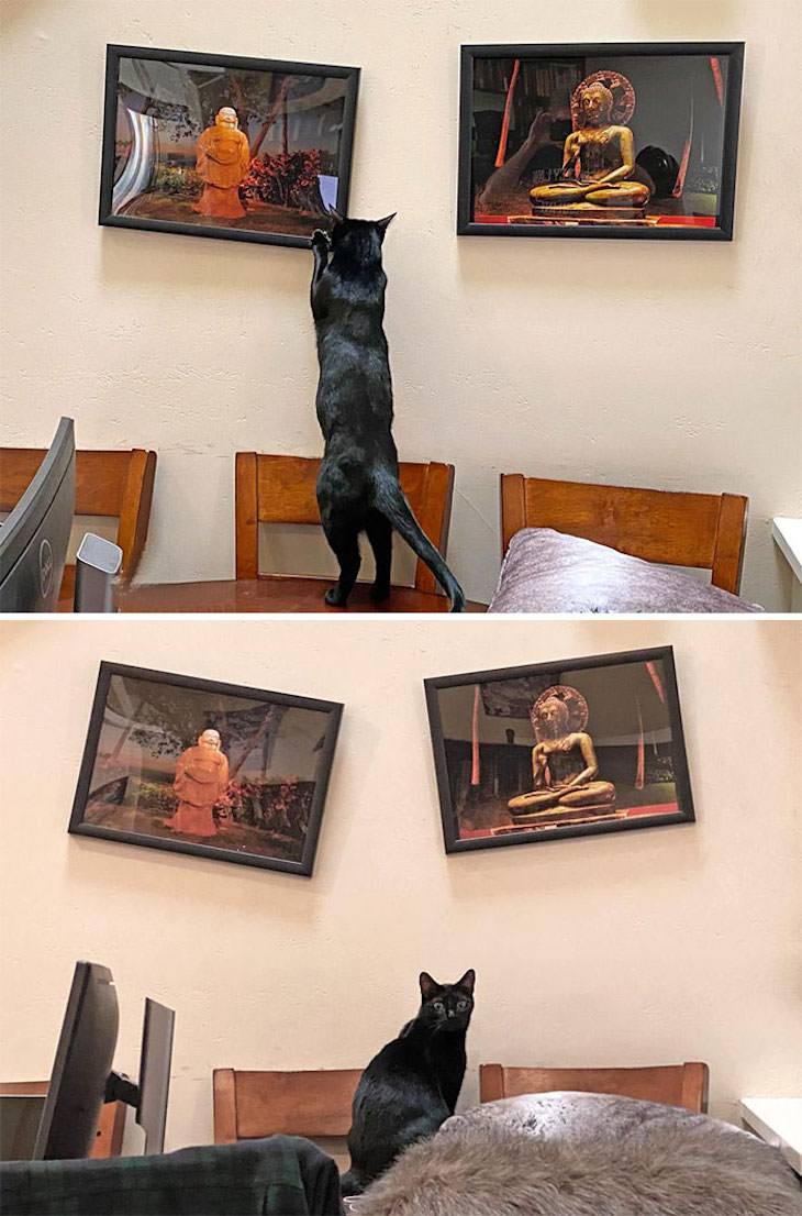 15 Imágenes Divertidas De Gatos Siendo Malvados gato acomodando una pintura