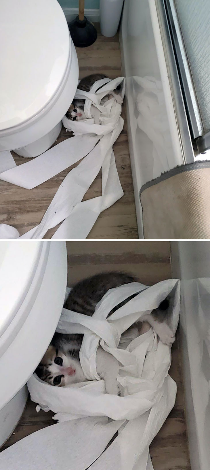 15 Imágenes Divertidas De Gatos Siendo Malvados gato y papel higiénico