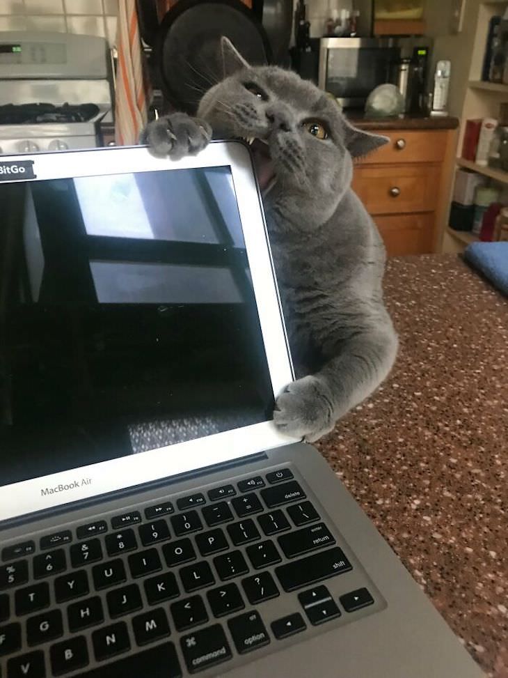 15 Imágenes Divertidas De Gatos Siendo Malvados gato mordiendo una laptop