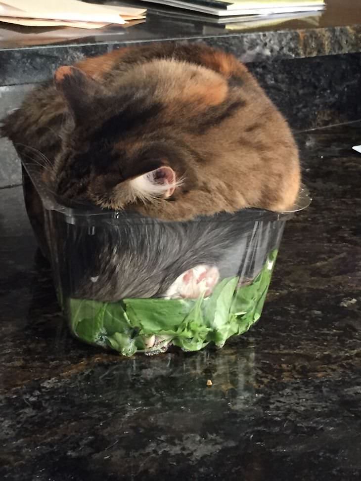 15 Imágenes Divertidas De Gatos Siendo Malvados gato adentro de una ensalada