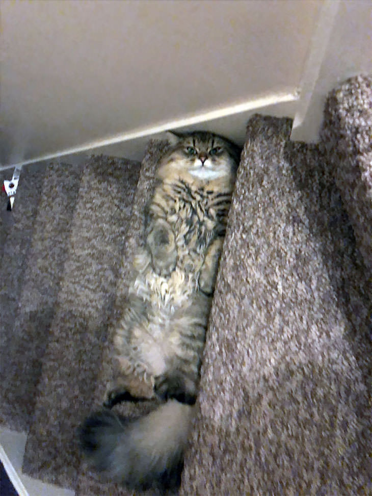 15 Imágenes Divertidas De Gatos Siendo Malvados gato acostado en un escalón 