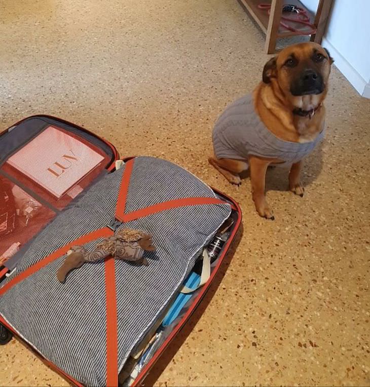 Fotos De Mascotas Con Sus Juguetes maleta