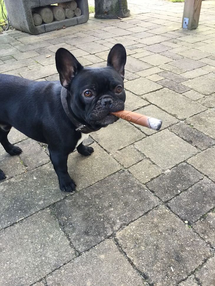 Fotos De Mascotas Con Sus Juguetes perro con cigarro