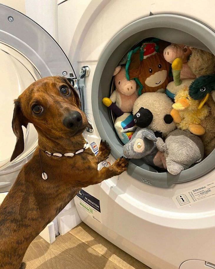 juguetes y mascotas lavandería