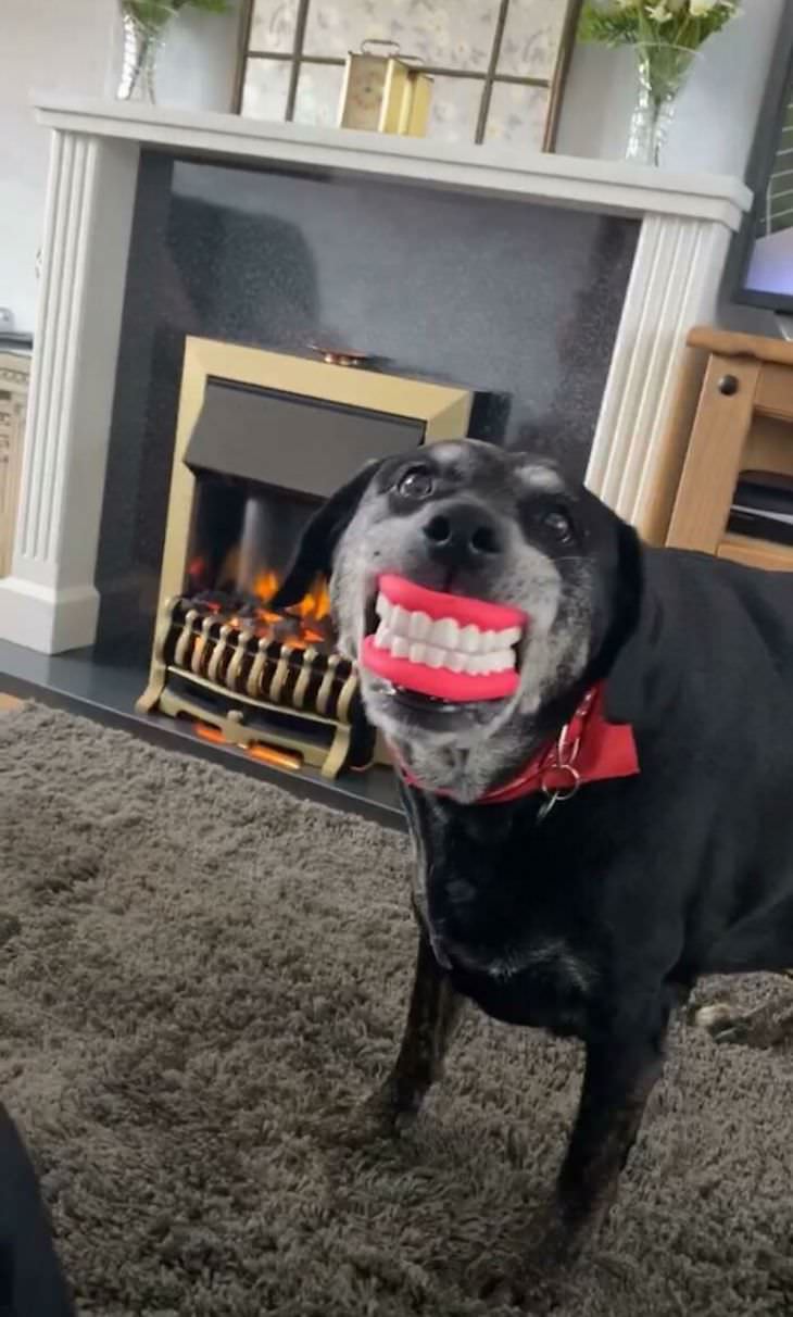 Fotos De Mascotas Con Sus Juguetes falsa dentadura