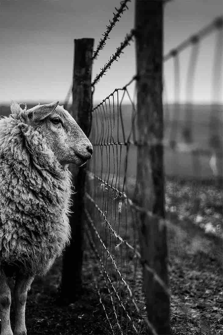 Concurso Fotógrafo De Paisajes Del Reino Unido  “Contando ovejas” de Joshua Elphick, Joven fotógrafo paisajista del año