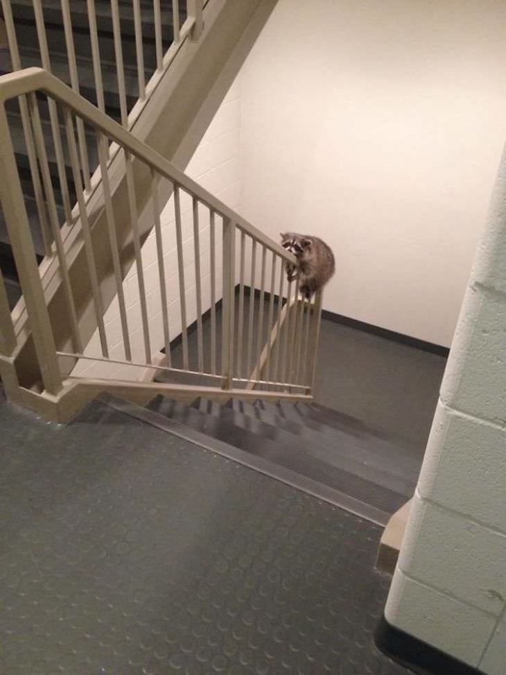 Imágenes de mapaches Cuando estás demasiado cansado para subir las escaleras