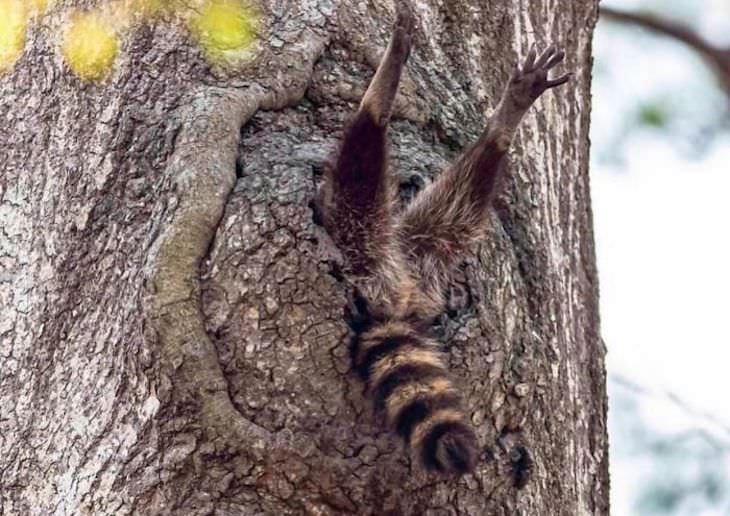 Imágenes de mapaches mapache en un árbol