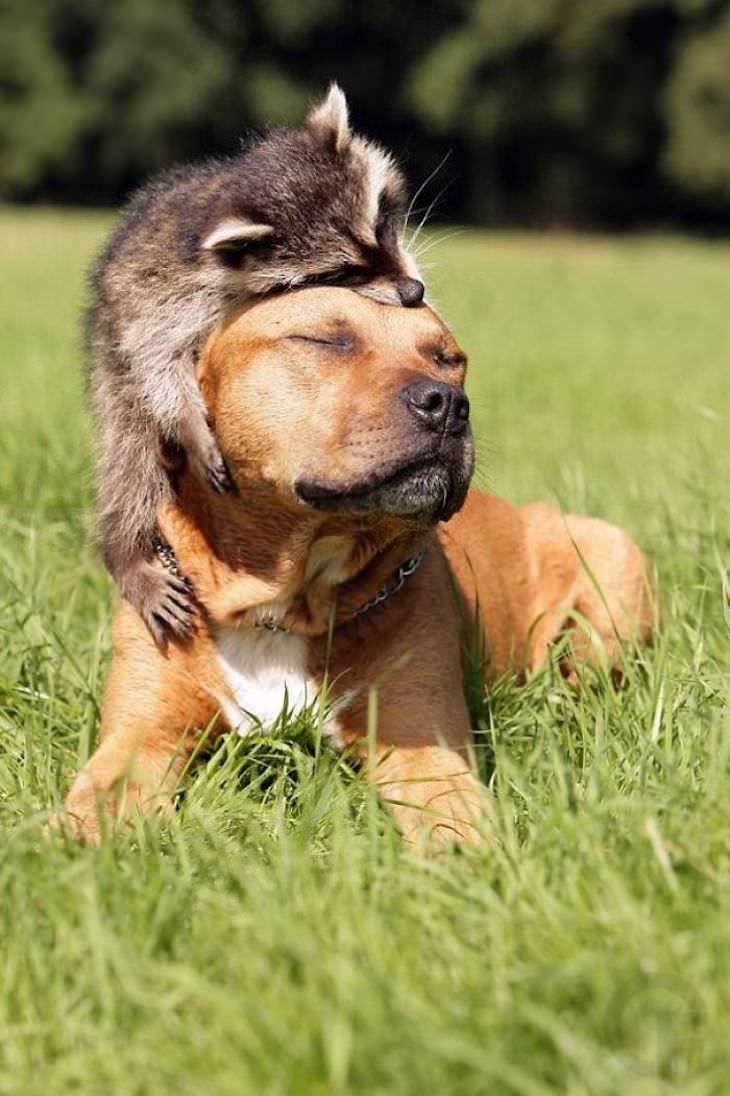 Imágenes de mapaches mapache abrazando el perro