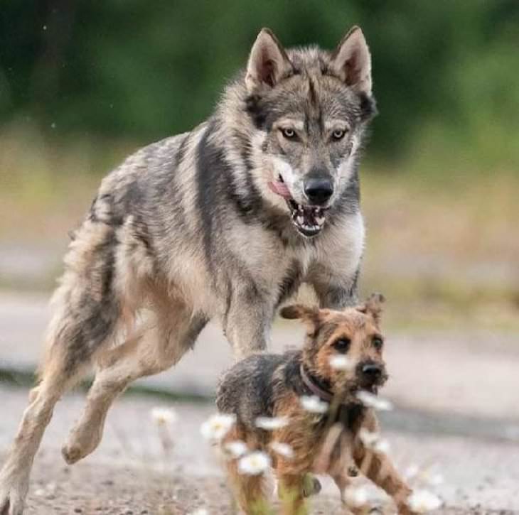 12. El Tamaskan es una raza de perro que parece un lobo pero sin sangre de lobo. Es una mascota alegre y amigable.
