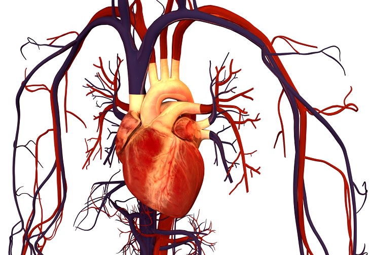 Datos extraños sobre el cuerpo humano  El corazón bombea suficiente sangre en una sola vida para llenar alrededor de 1 millón de barriles