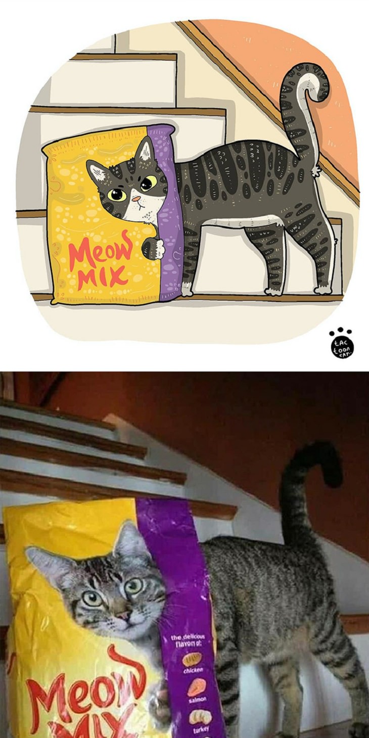 20 Divertidas Caricaturas De Los Felinos Favoritos Del Internet gato atraviesa con su cara paquete de comida