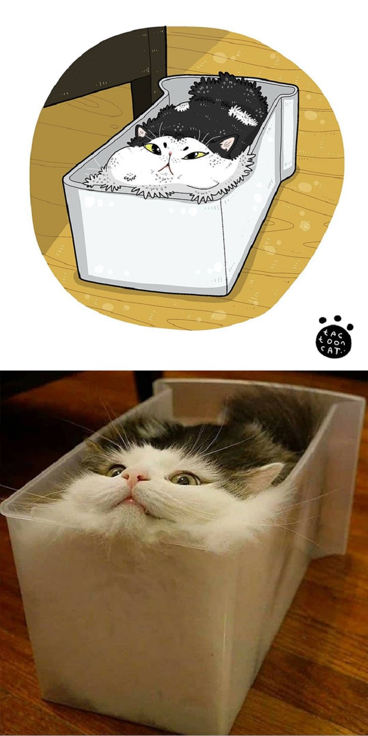 20 Divertidas Caricaturas De Los Felinos Favoritos Del Internet gato adentro de un cubo