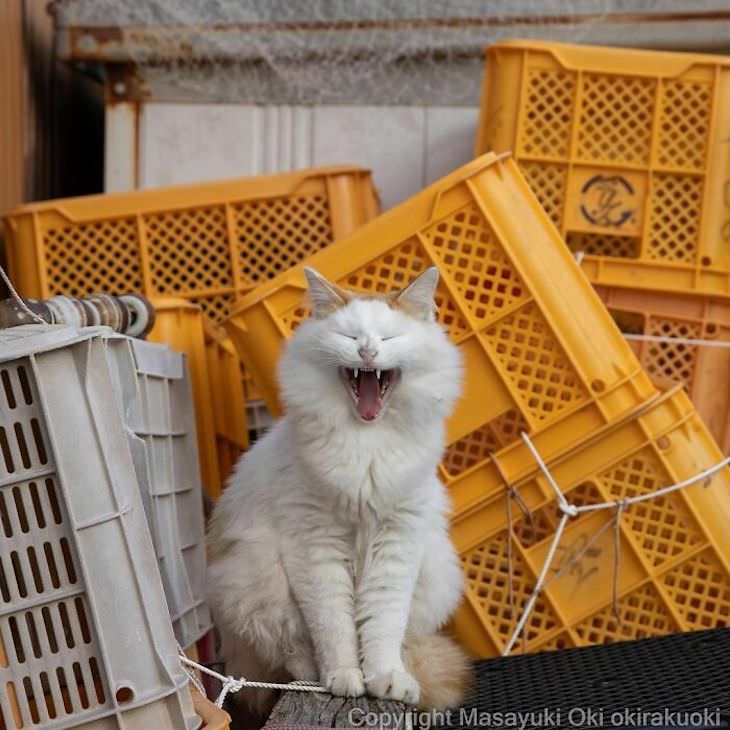 Fotógrafo Captura La Vida De Los Gatos Callejeros De Tokio Gato bostezando