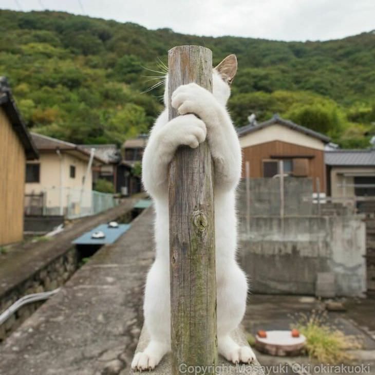Fotógrafo Captura La Vida De Los Gatos Callejeros De Tokio