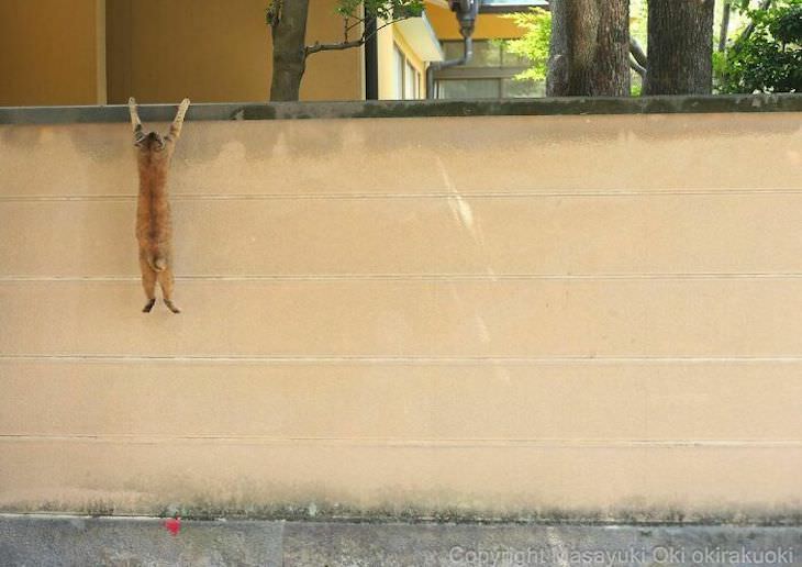 Fotógrafo Captura La Vida De Los Gatos Callejeros De Tokio Gato colgando de un muro